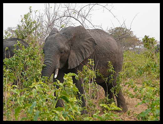 elephant